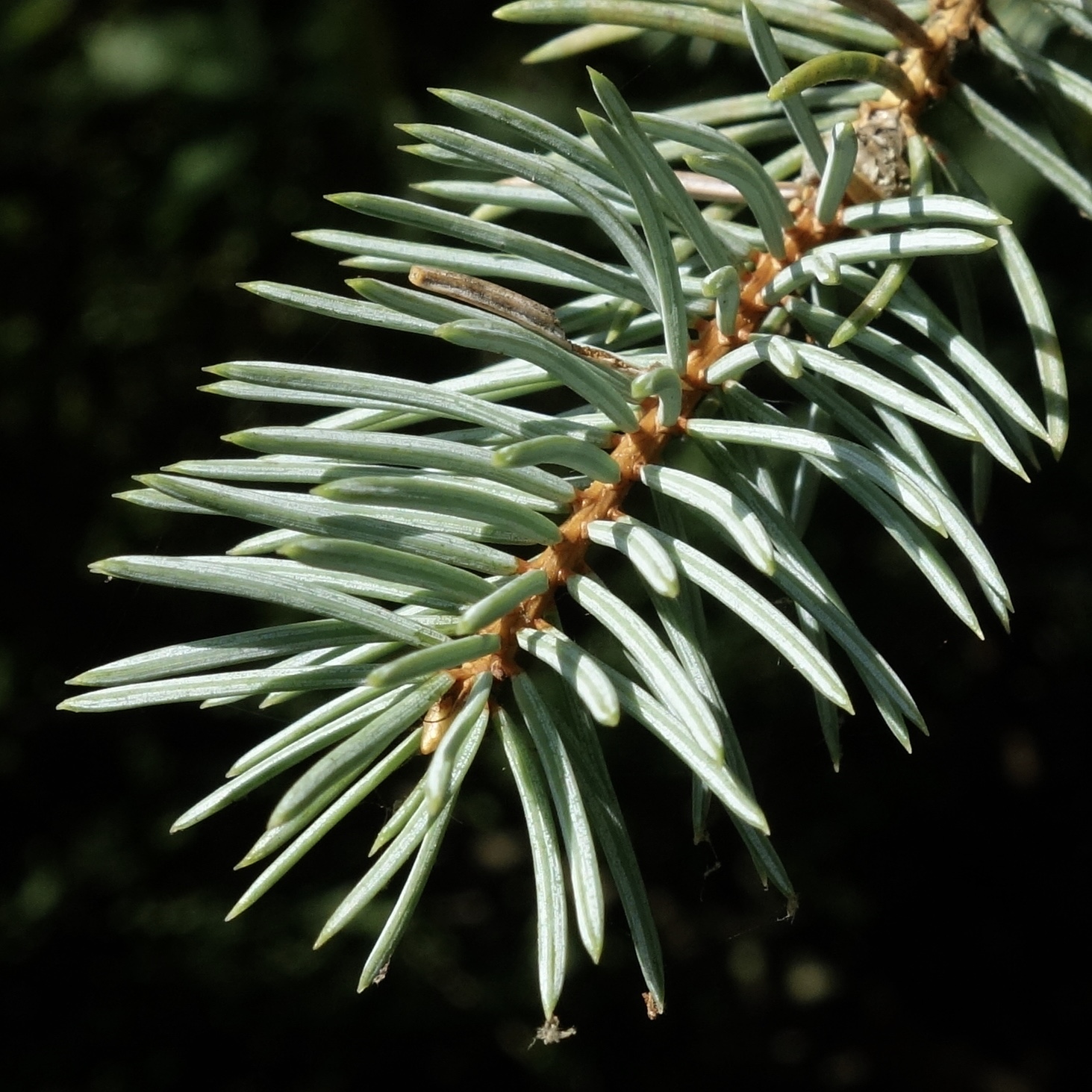 Needles of Colorado blue spruce
