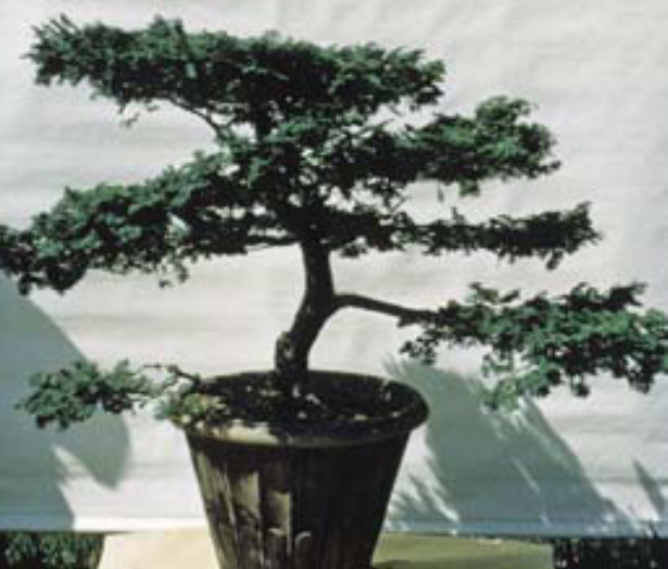 Chamaecyparis obtusa ‘Chabo-hiba’ #877-37*A in 1954 at 217 years old.