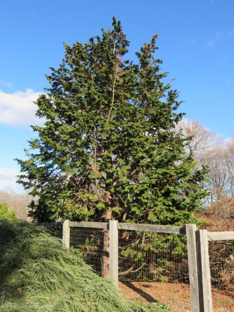 Pyramidal form of mature specimen of Compact Hinoki Cypress.