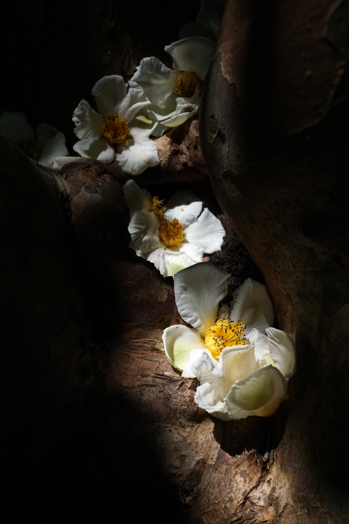 Fallen flowers of Japanese stewartia