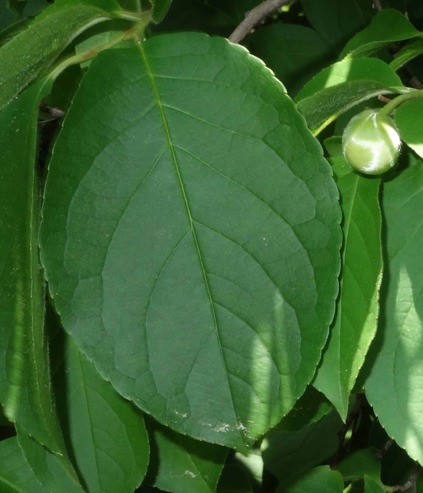Stewartia leaf