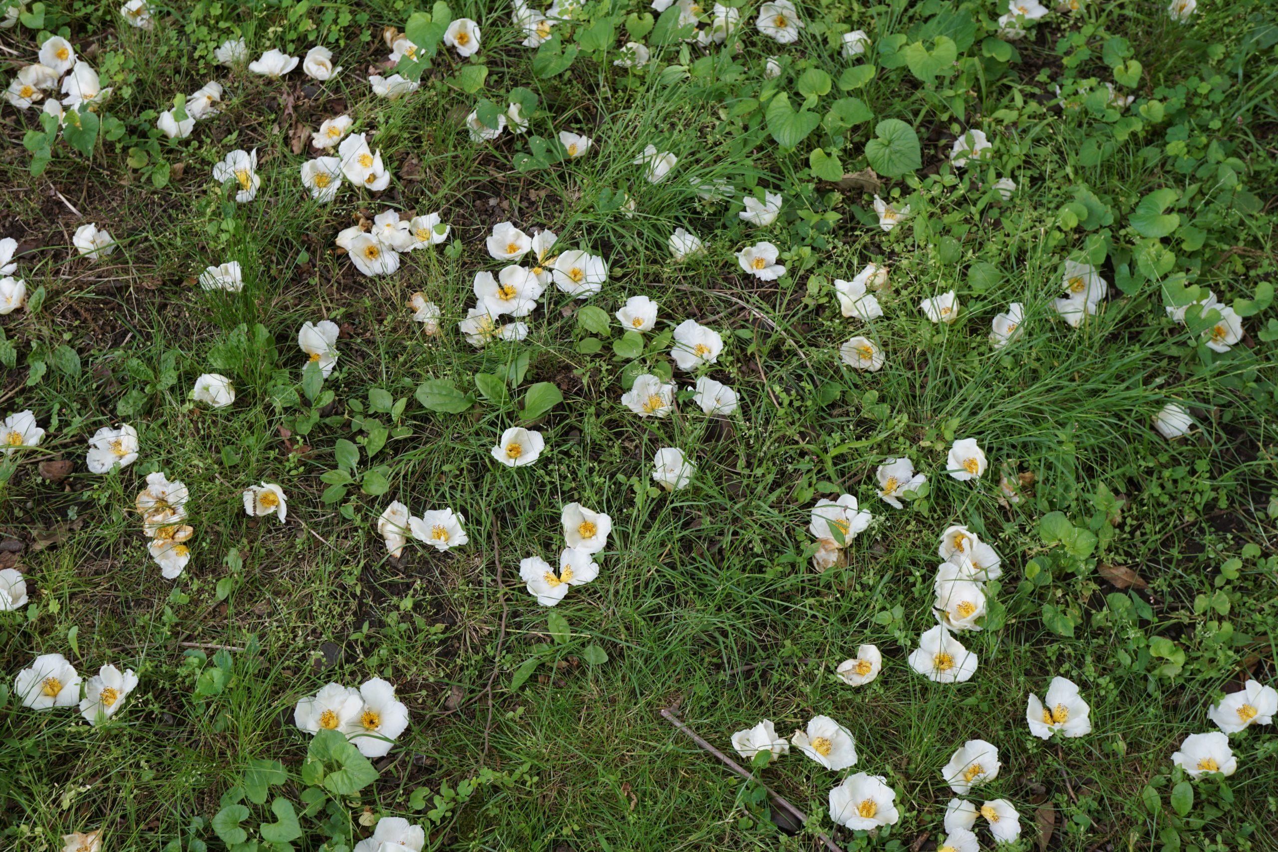 Fallen flowers of stewartia