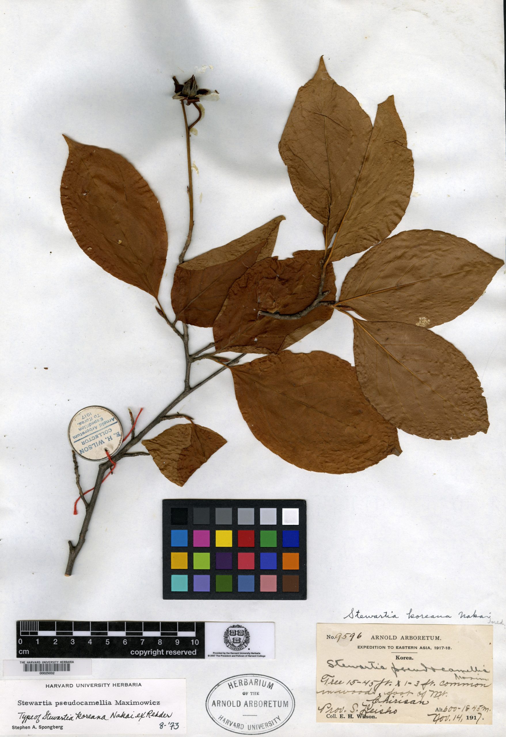 Herbarium specimen of stewartia