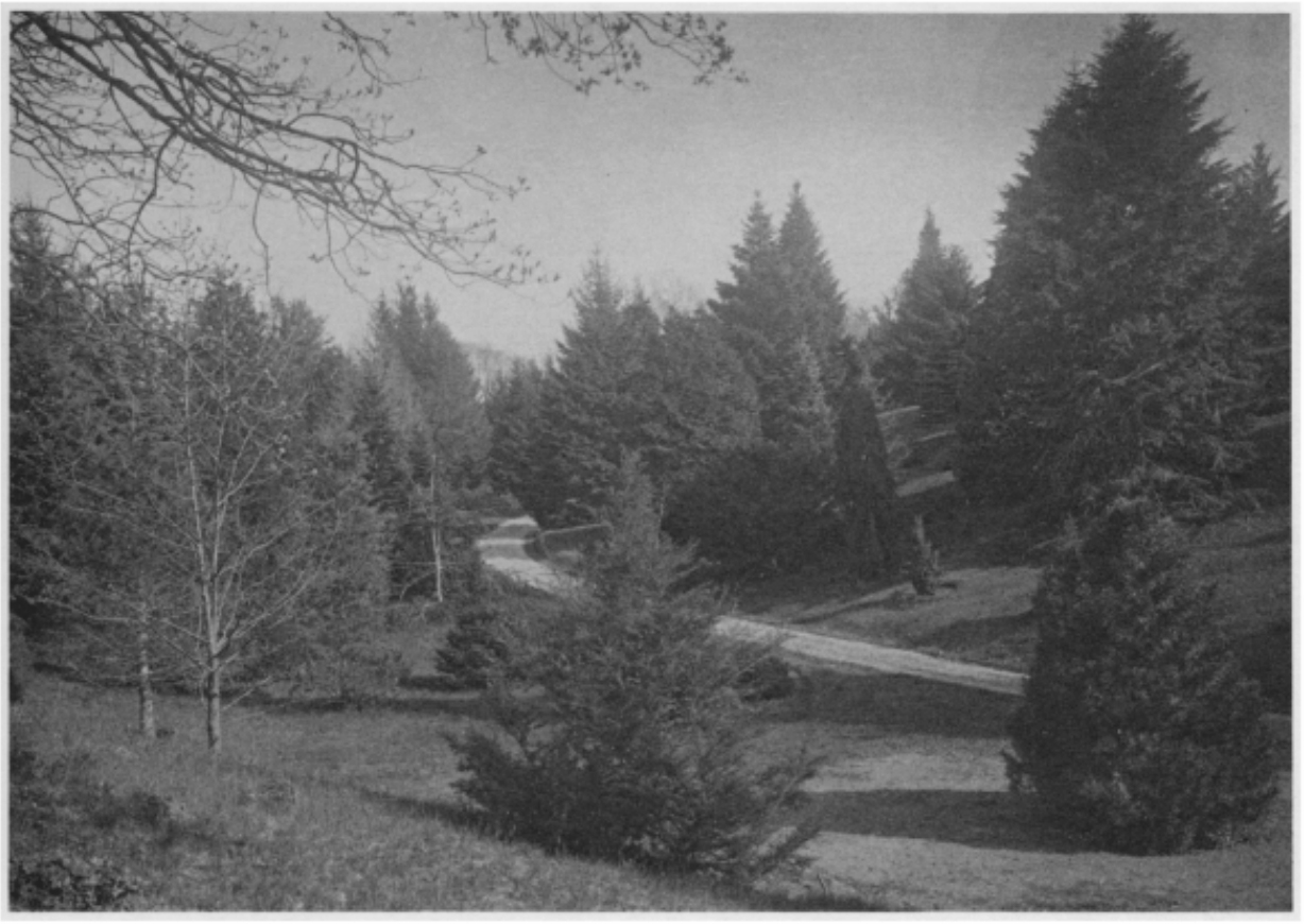 A view of the Pinetum at the turn of the century. Photo from The Life, Letters, and Diary of H. H. Hunnewell, published in 1906.