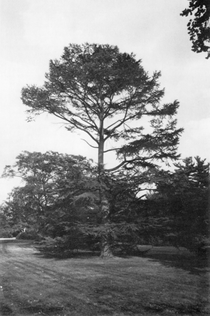 Golden larch at Hunnewell Estate in Wellesley in 1980, the parent of accession 16779*A.