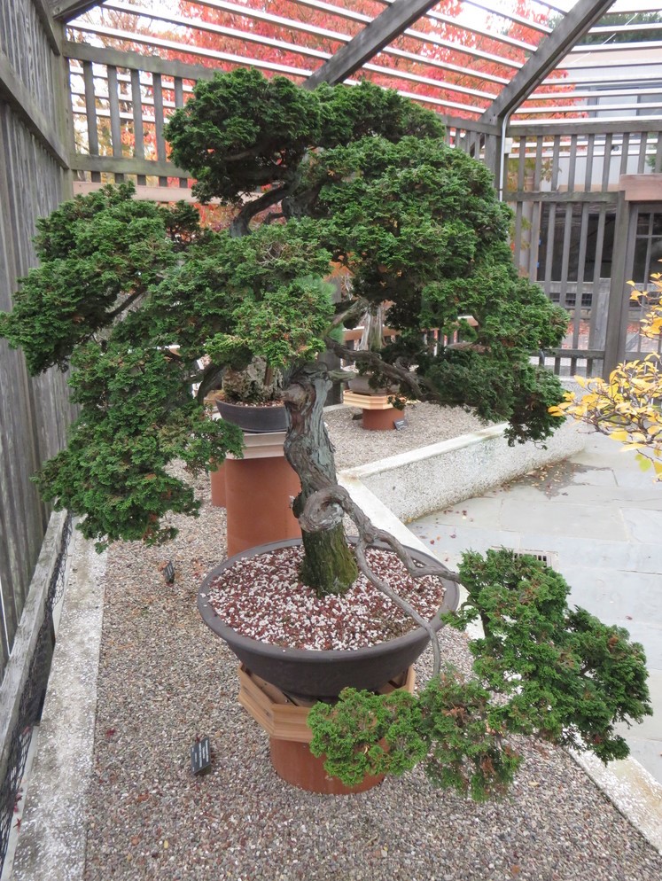 Chamaecyparis obtusa 'Chabo-hiba' 877-37*A