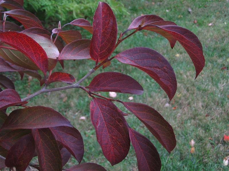 Deep burgundy fall color on Japanese stewartia