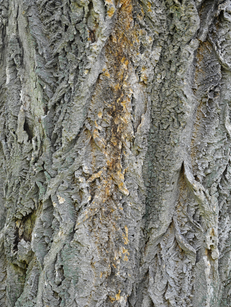 Bark with deep furrows and prominent ridges.