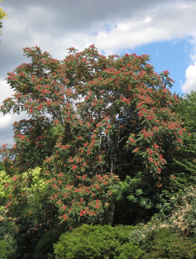 Mature tree with fruit.