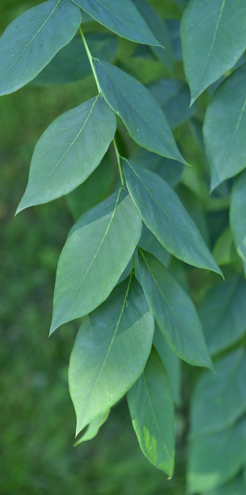 Compound leaves.