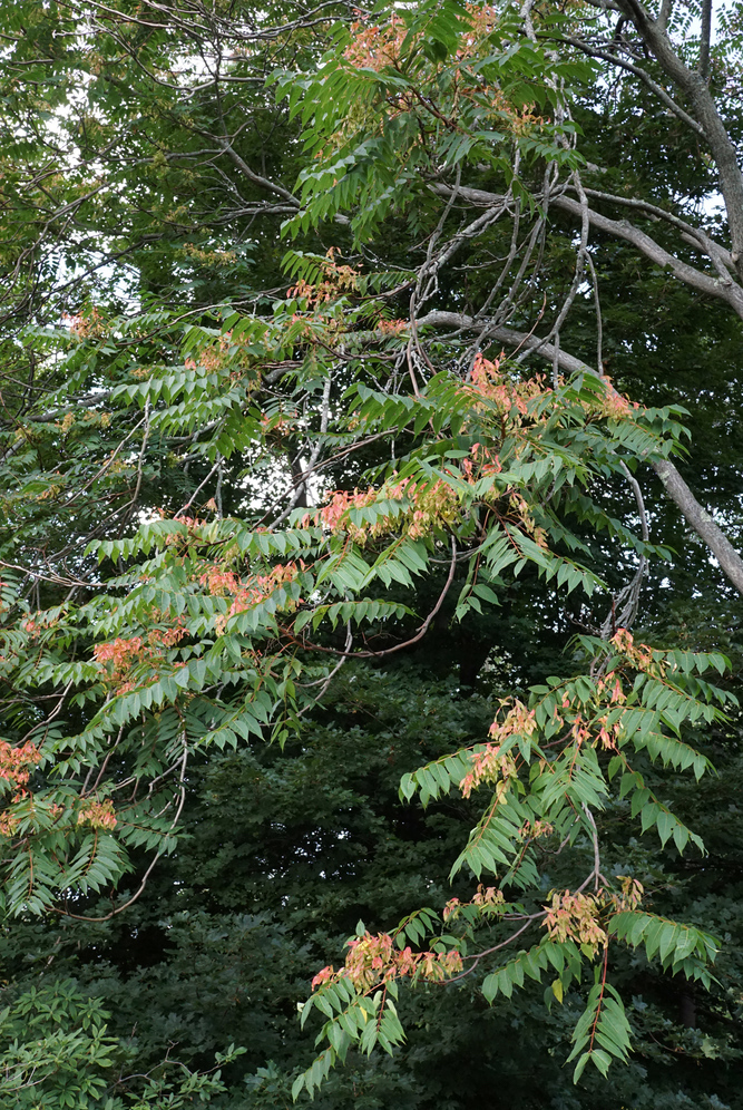 Tree crown with maturing fruit.