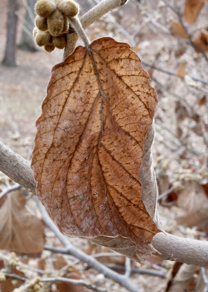Marcescent leaf.