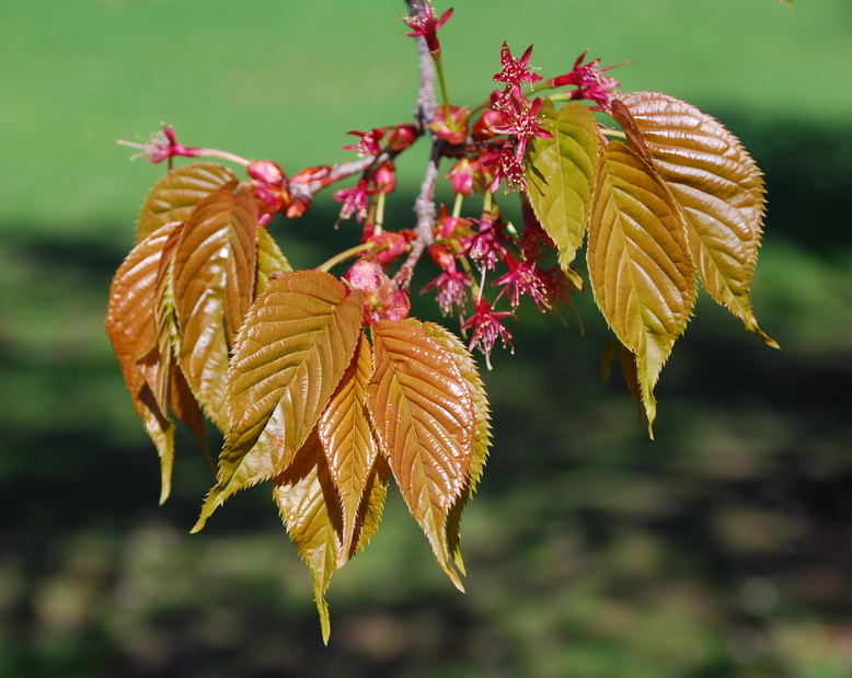 New leaves and spent flowers. 