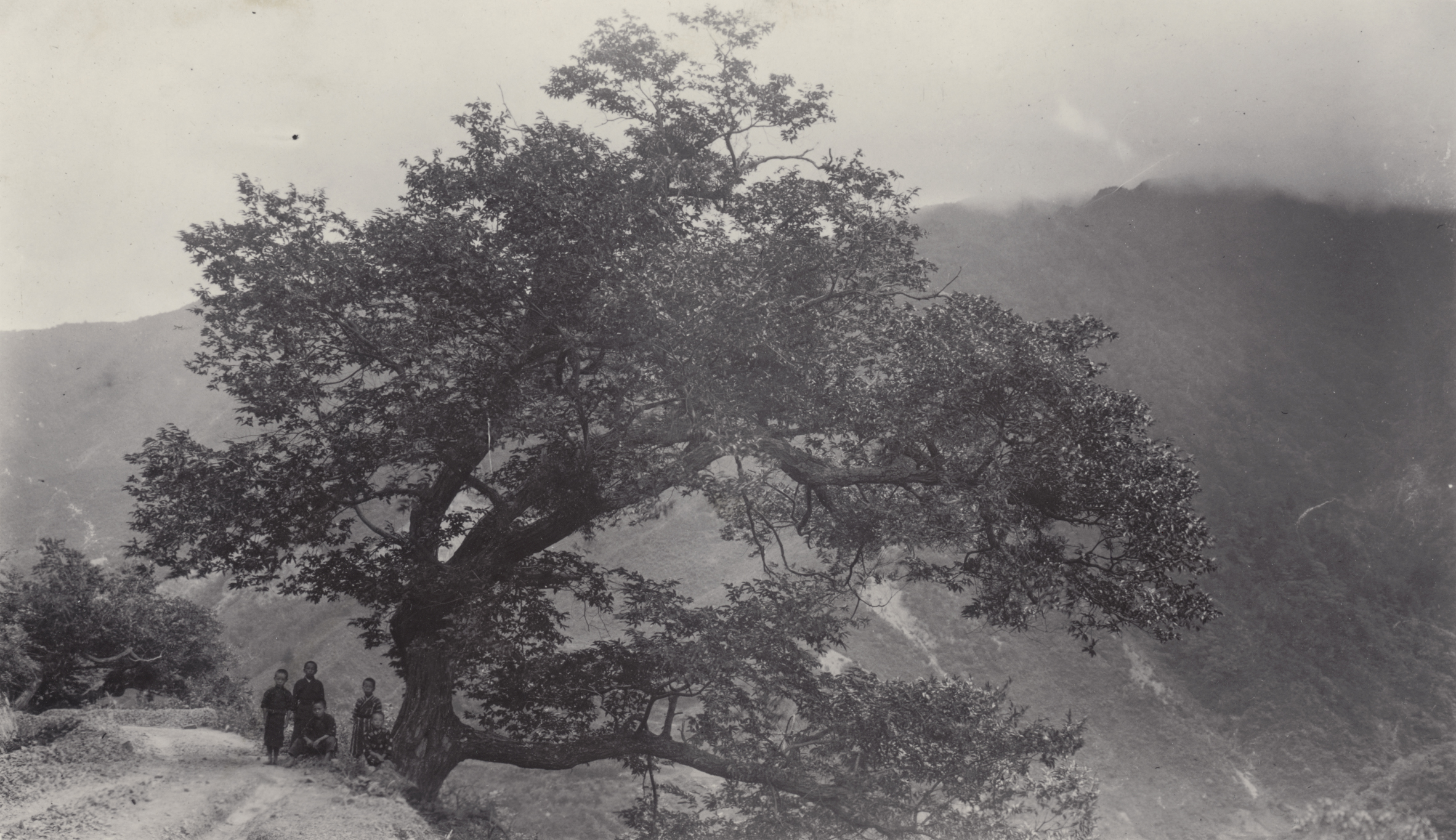 A large Castanea japonica photographed by John Jack along the road from Narai to Fukusawa, Japan, September 2, 1905. Jack records that the trunk was about 30 inches (76 cm) diameter at breast height. Altitude about 3500 feet (1067 m).