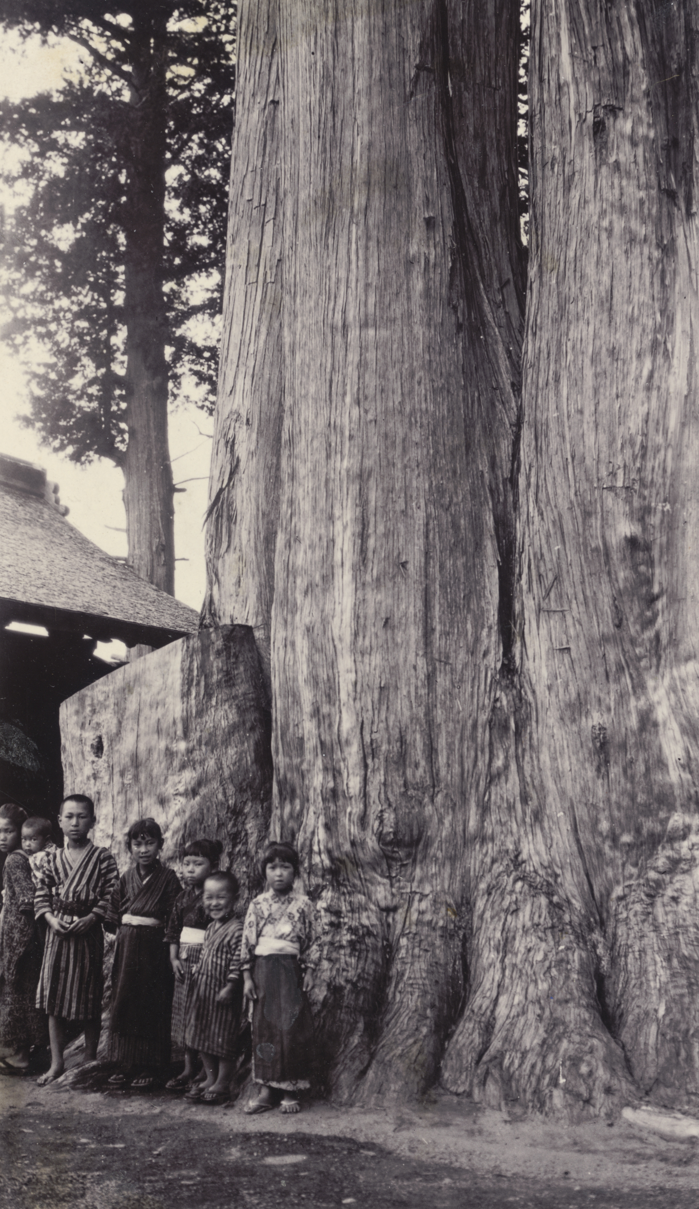 Children pose for John Jack's camera beside a massive Chamaecyparis obtusa at a temple in Fukushima, Japan, on September 3, 1905. He records the tree's diameter at breast height as over 12 feet (3 m).