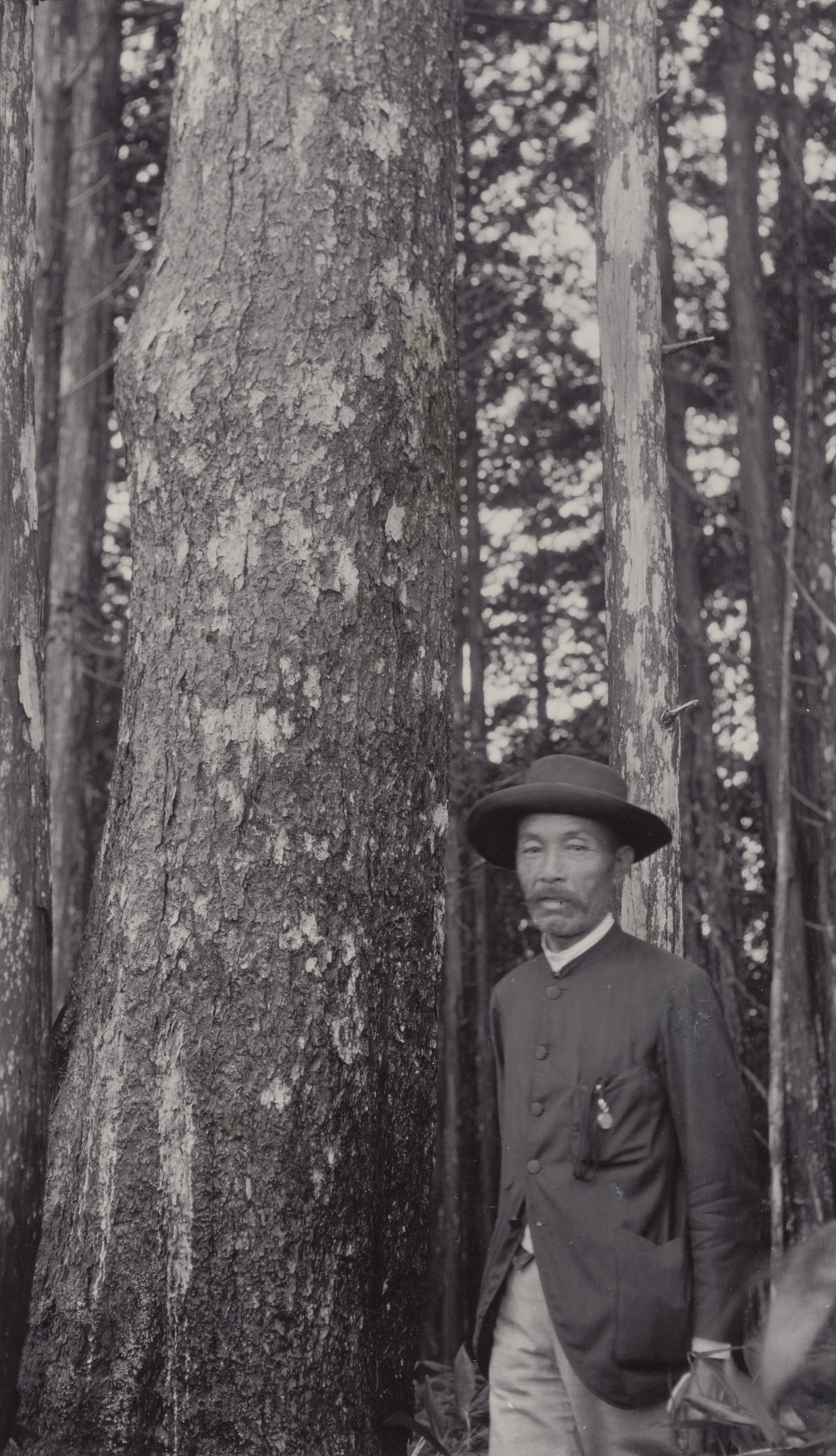A Japanese forest inspector astands beside a Pinus pentaphylla in the Ogawa lumber camp, north slope, Japan. September 5, 1905. 4700-4800 feet (1433-1463 m) altitude.