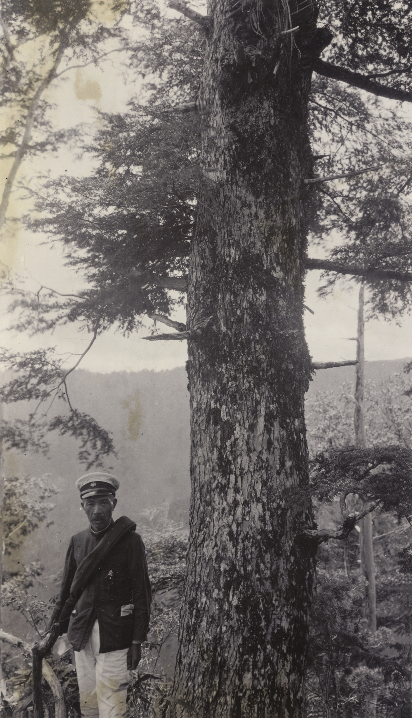 A forestry official poses for John Jack's photograph beside a Tsuga sieboldii along the trail from Ogawa to Adera, Japan. Jack records the trunk diameter at breast height as 26 inches (66 cm). In the Adera river watershed. September 5, 1905.