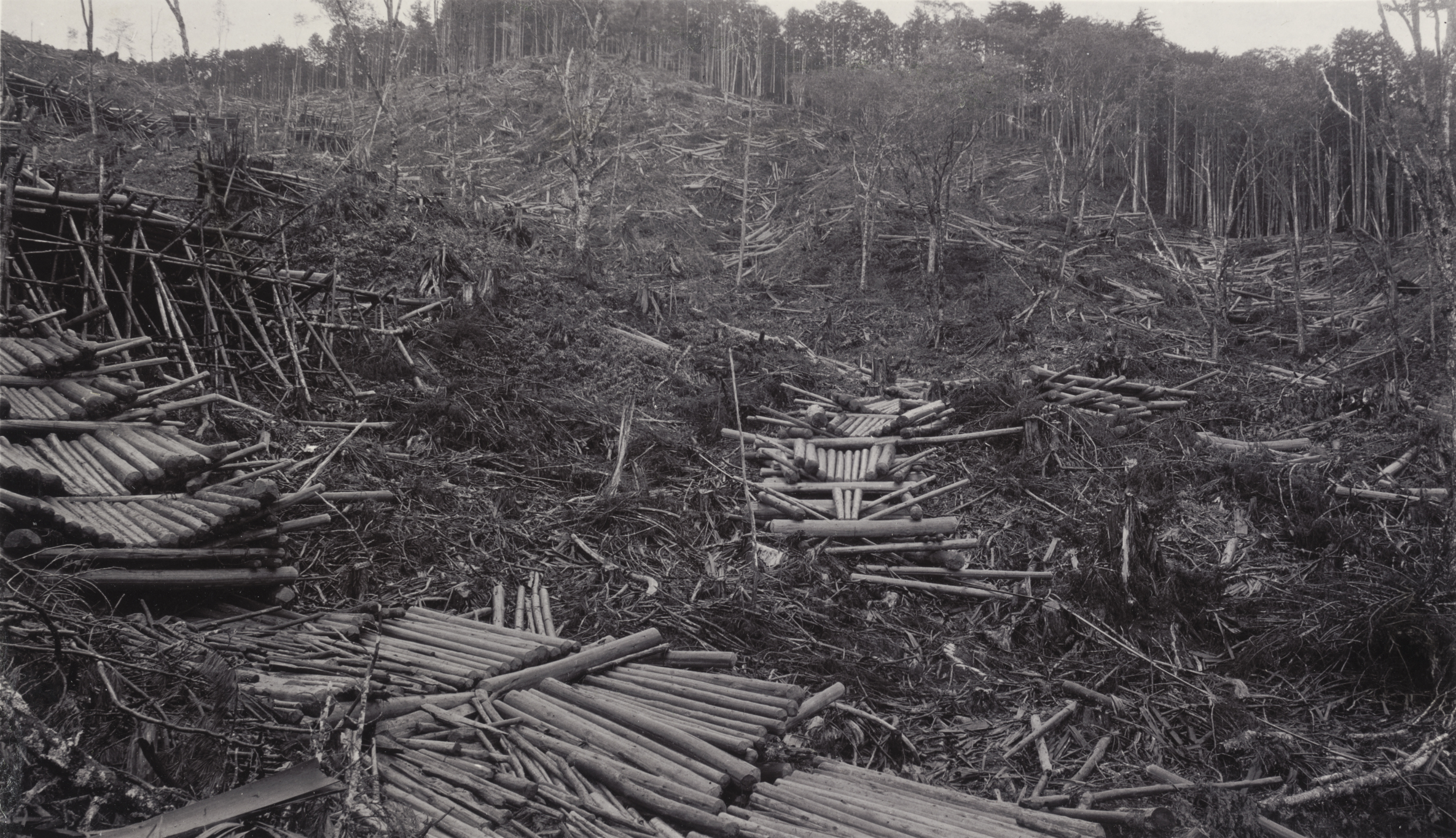 A timber slide of Chamaecyparis obtusa Ogawa forest, Kiso, Japan, photographed by John Jack on September 5, 1905. Altitude 4500 feet (1372 m).