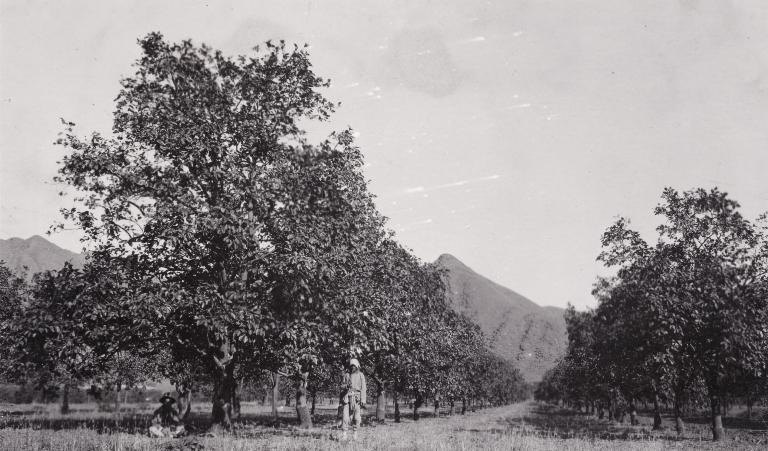 A orchard near the base of the hills north of Beijing (Peking) near the Ming Tombs. Photograph by John Jack, October 6, 1905.