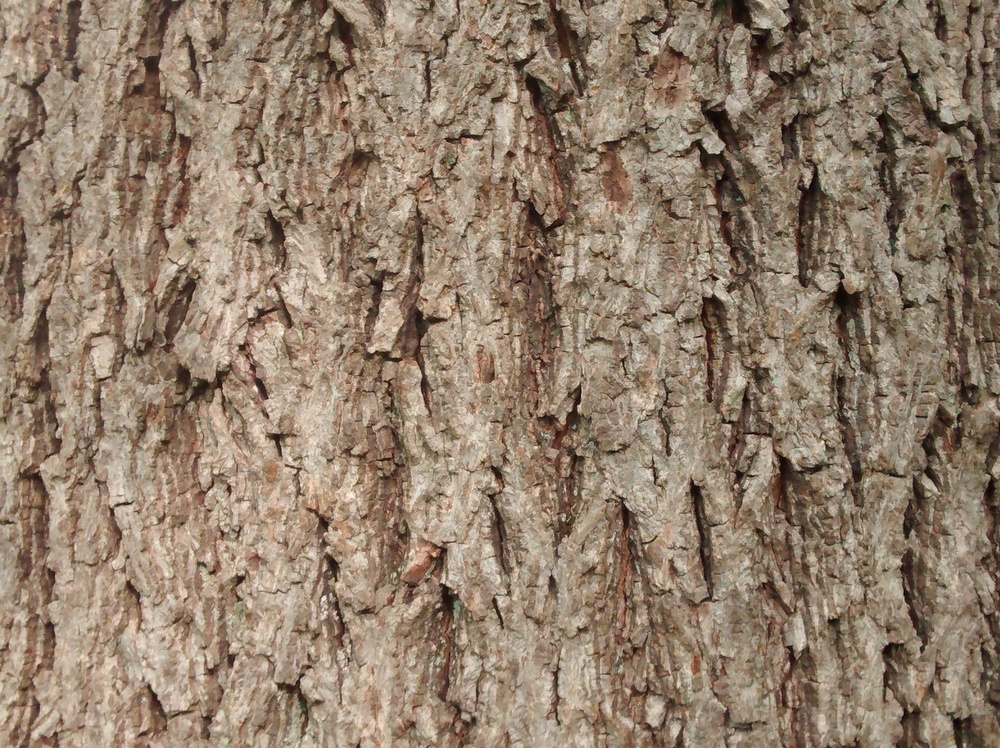 Deeply furrowed gray bark.