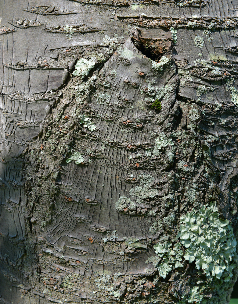 Silvery-gray bark with prominent horizontal lenticles.