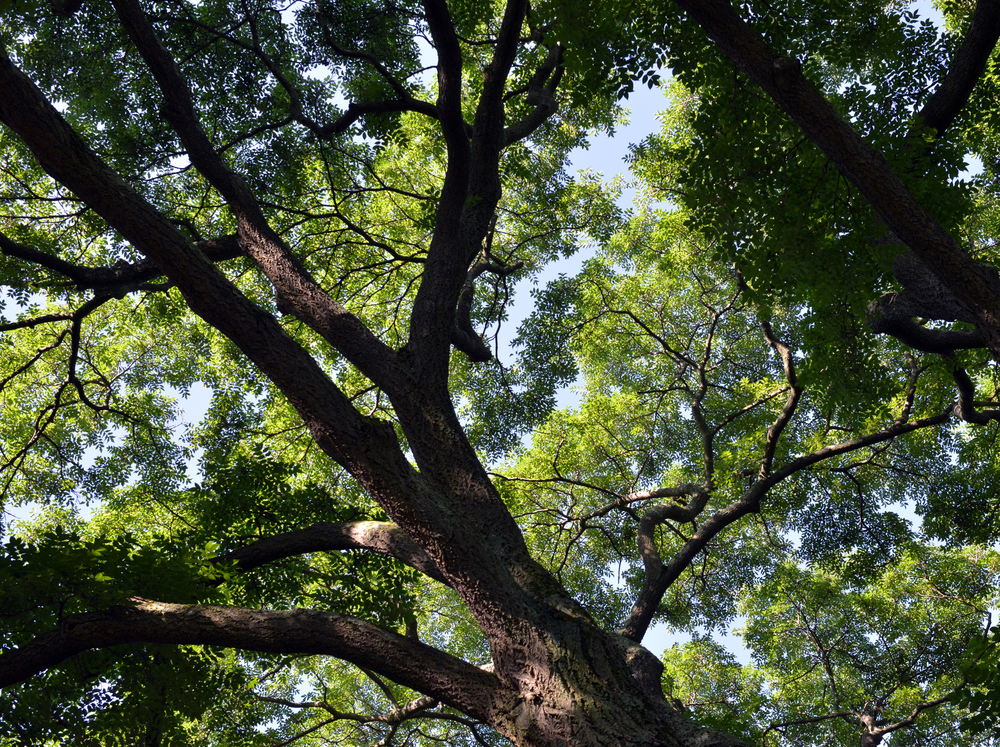 Crown of mature cork tree.