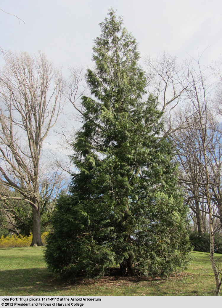 Thuja plicata 1474-81*C