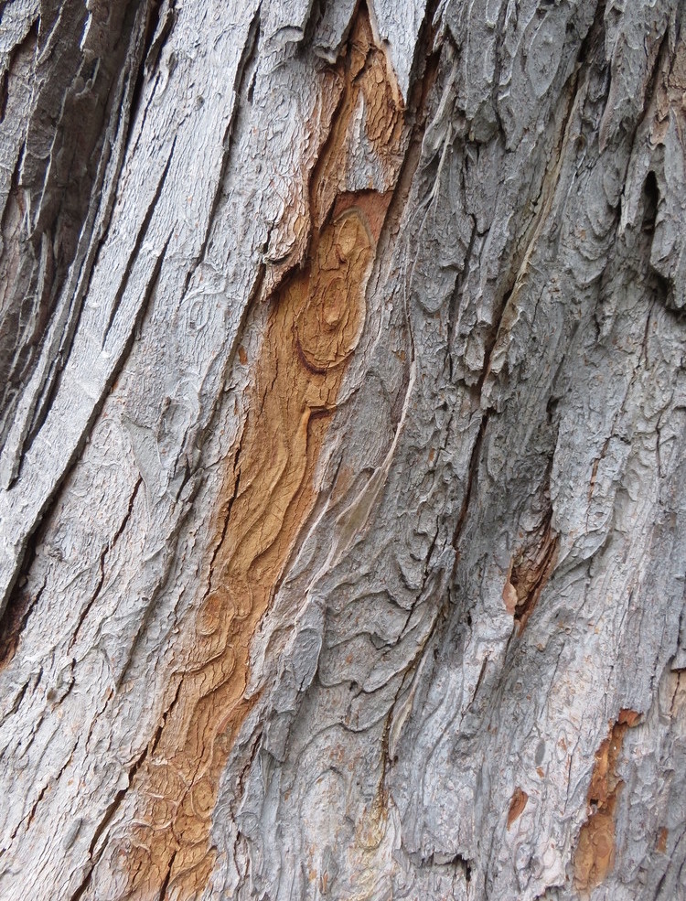 Flaking silver bark.