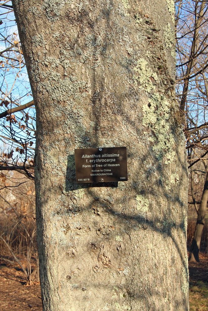 Mature trunk with a display label.