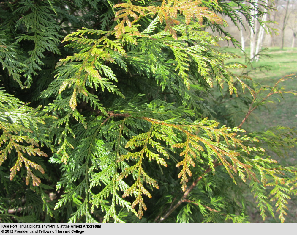 Western red cedar (Thuja plicata) foliage.