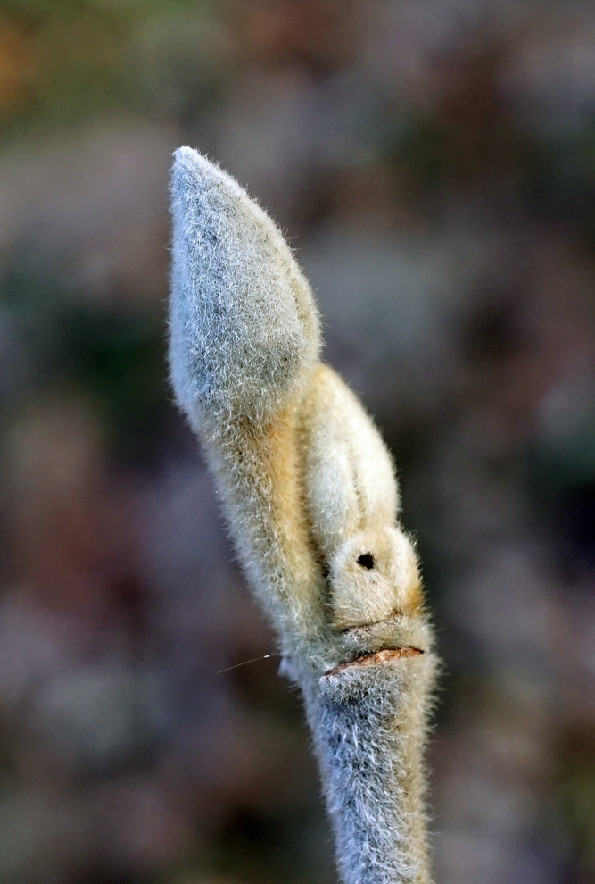 Dormant leaf buds.