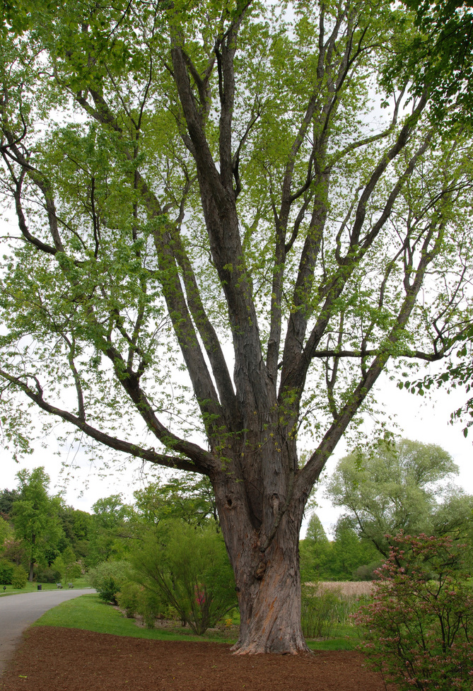 Silver maple in late spring.