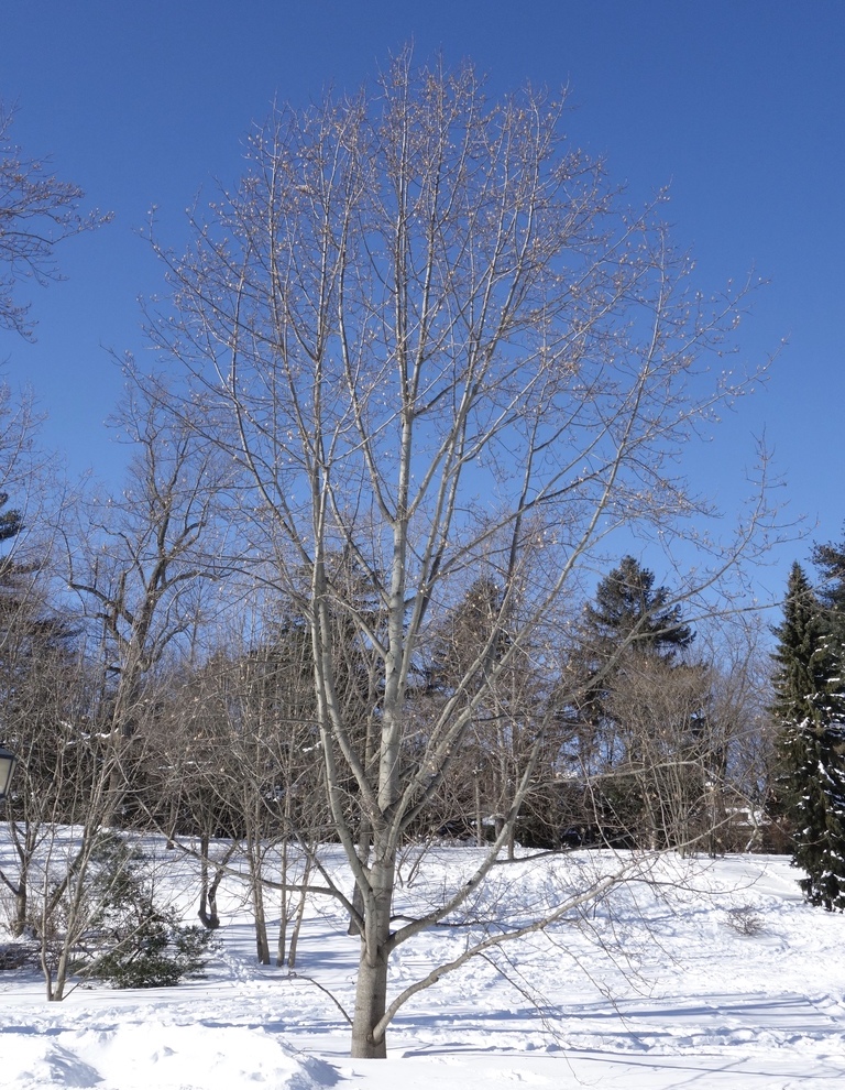 Hybrid tulip tree in winter.