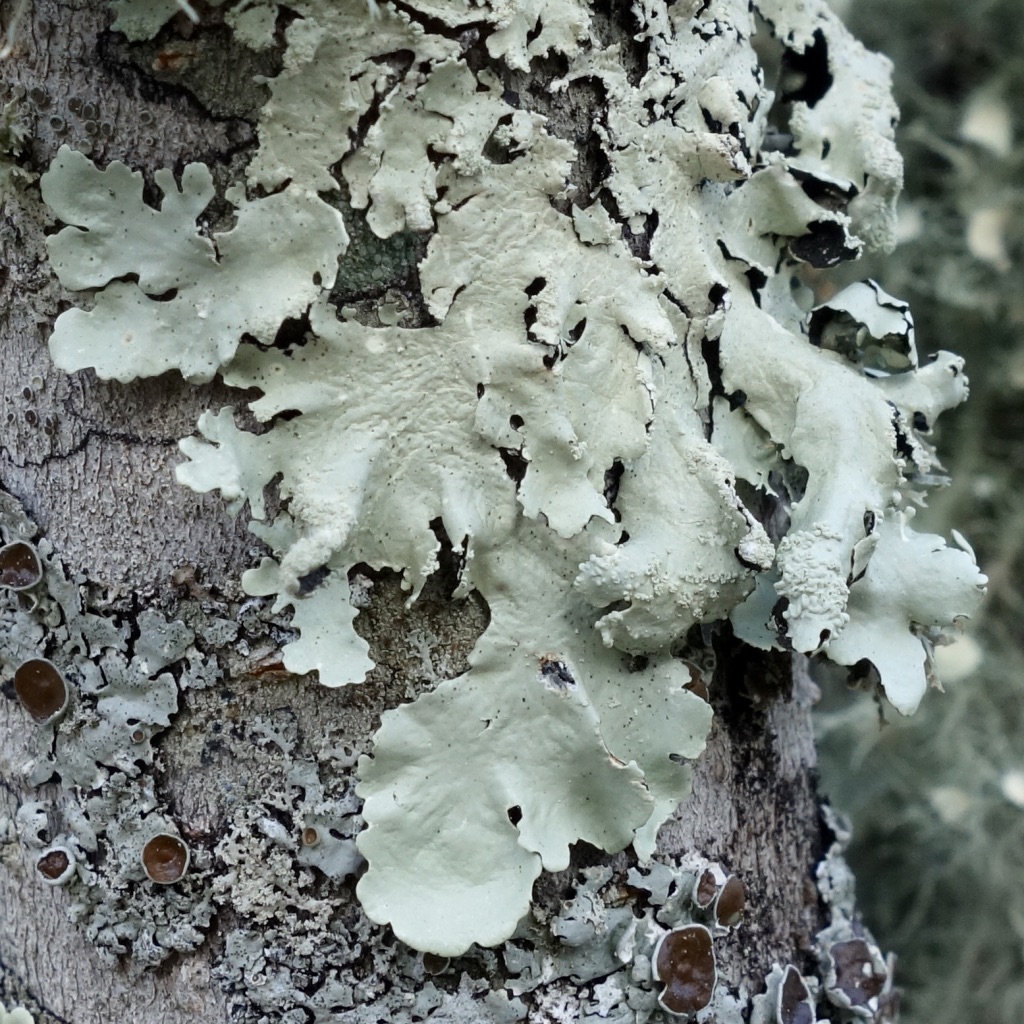 Close up of Flavoparmelia caperata (Greenshield Lichen)