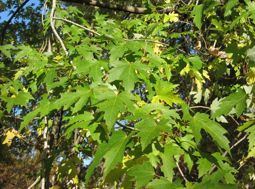 Five-lobed leaves.