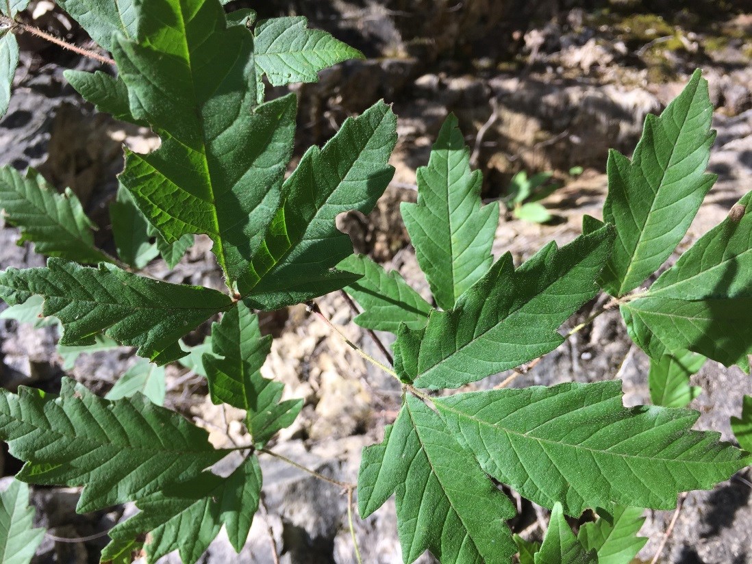 Acer griseum leaves, Guangwushan Park, Sichuan.