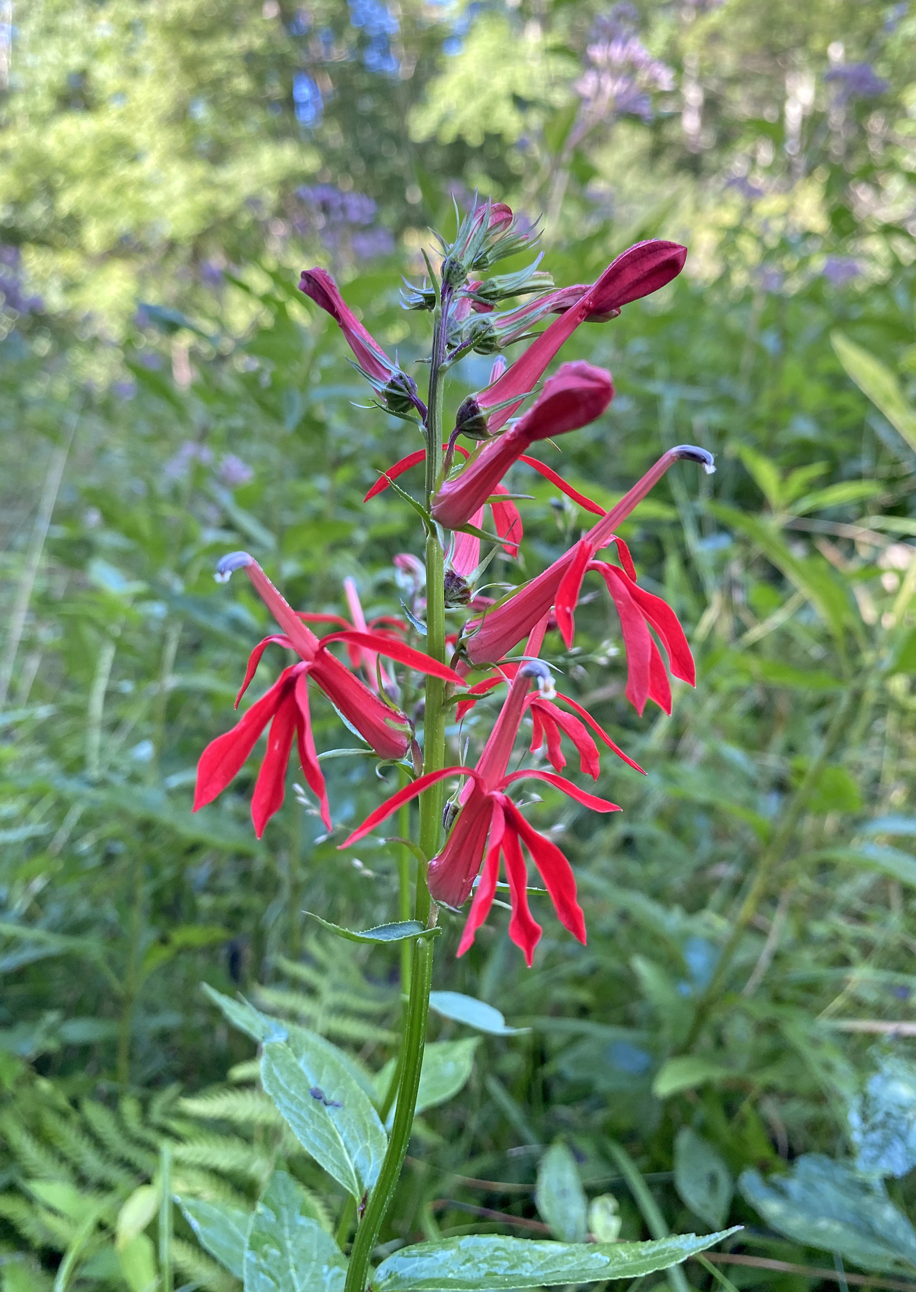 Cardinal flower Lobelia cardinalis in the wild
