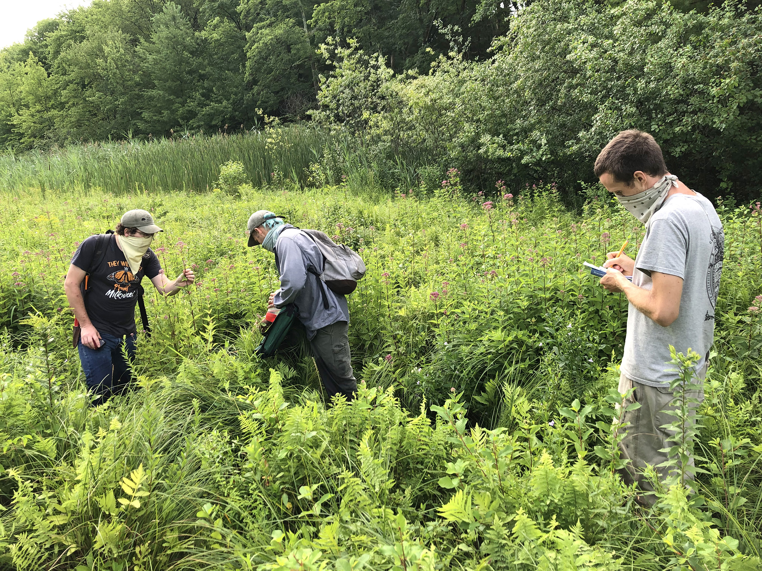 Colin McCallum-Cook, Scott Phillips, and Brendan Keegan collecting plants at Moose Hill Wildlife Sanctuary