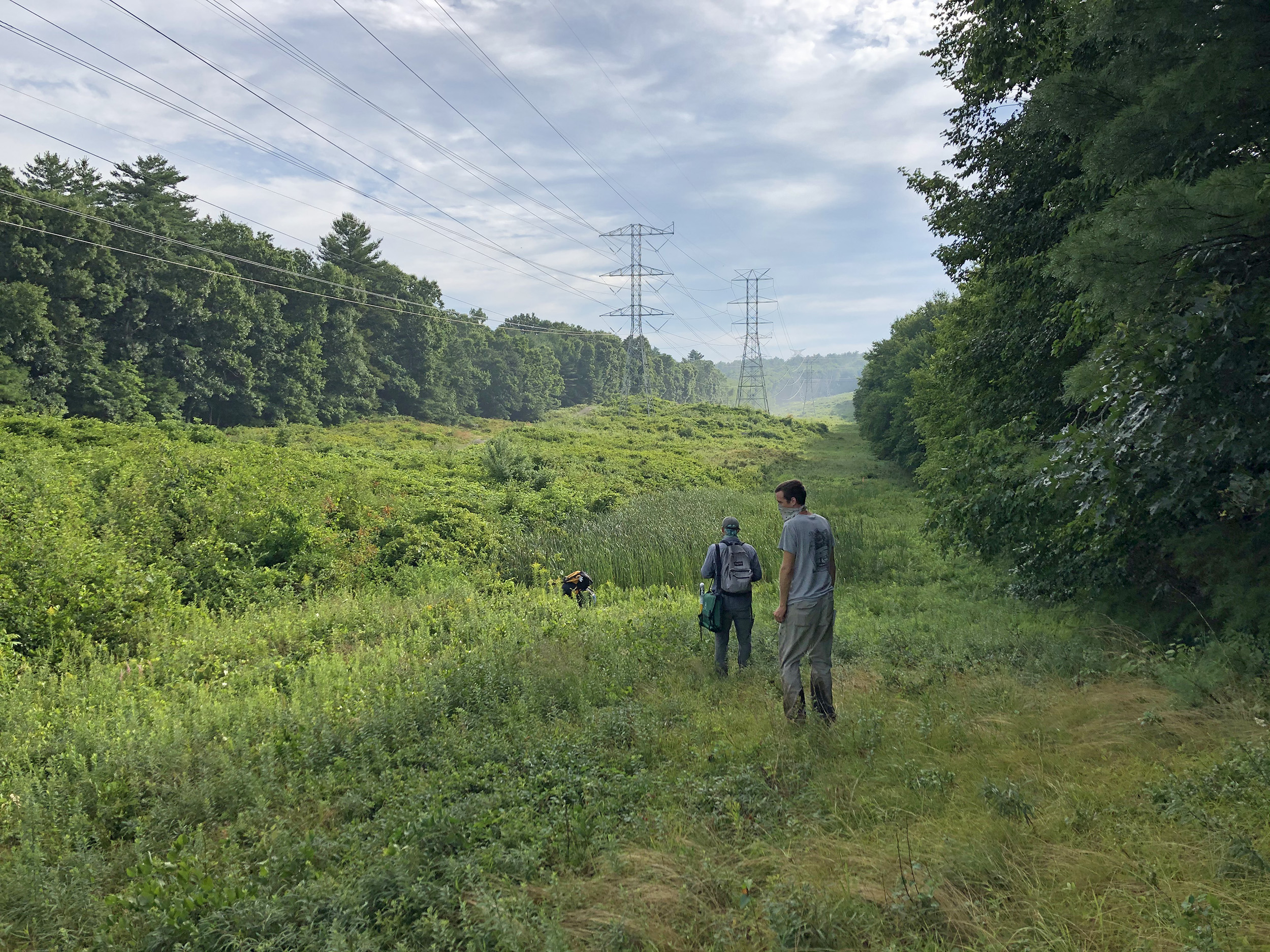 Collecting plants along power corridor by Andrew Gapinski