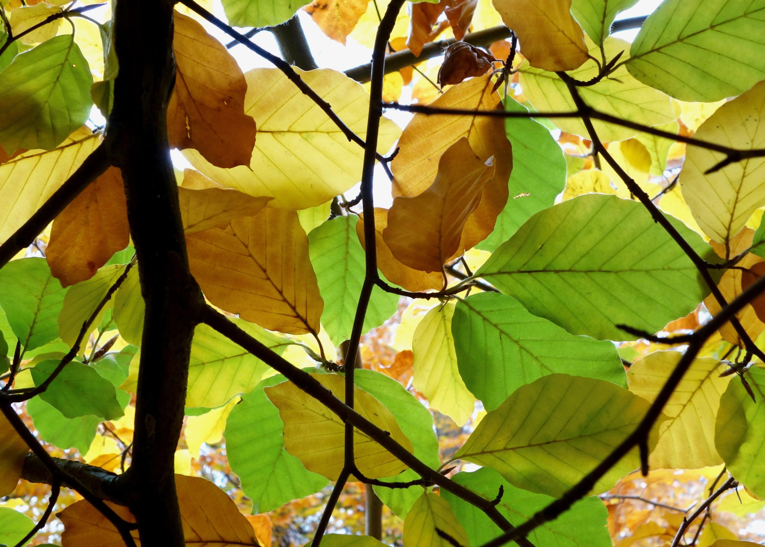 Fall color of parasol beech.