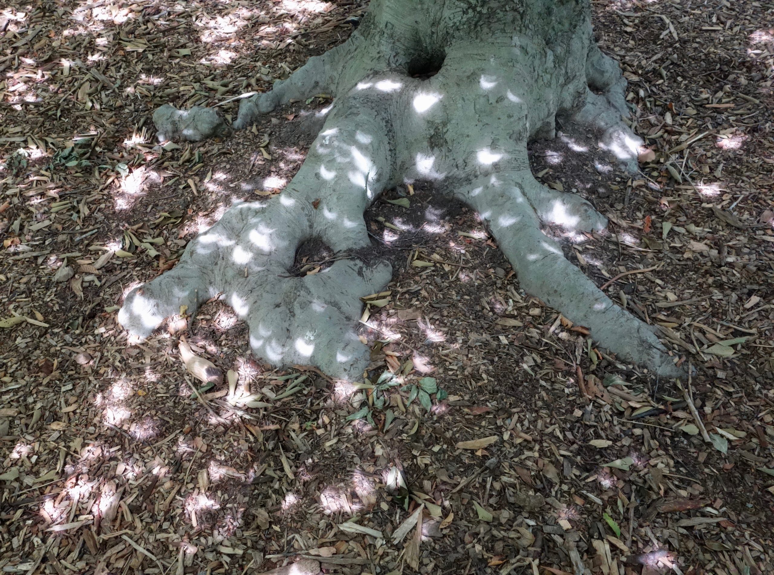 Gray smooth bark extends to the root system (seen here during a solar eclipse).
