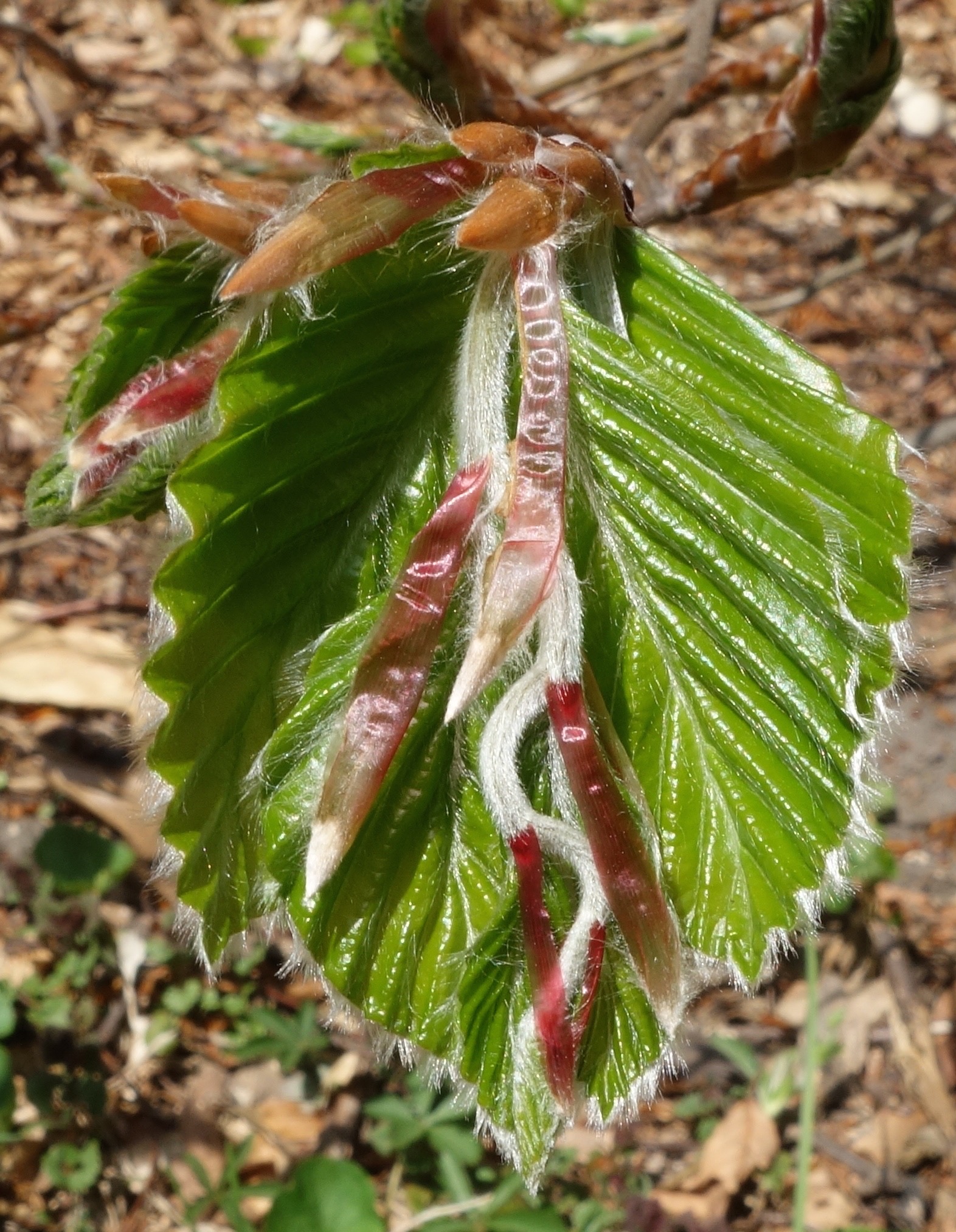 Bud break in the spring. Leaves are briefly enveloped in red stipules that protect the emerging tender leaves from too much sun and desiccation.