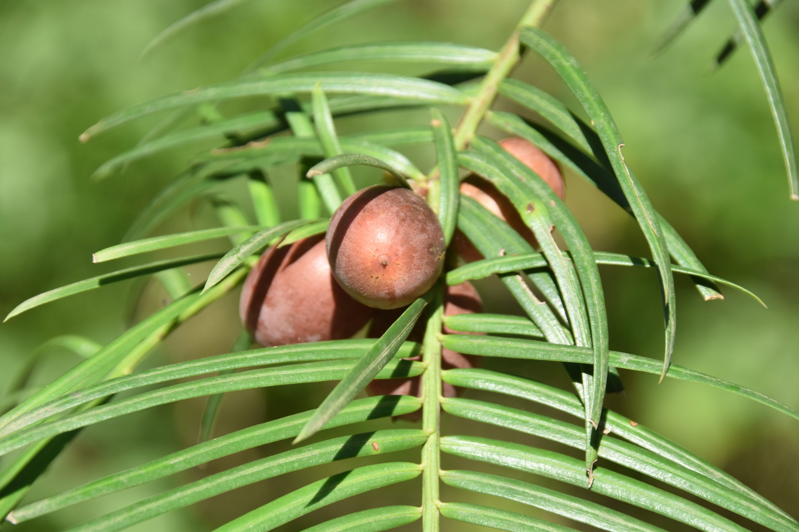 Cephalotaxus fortunei (NACPEC15-005) fruit and foliage.