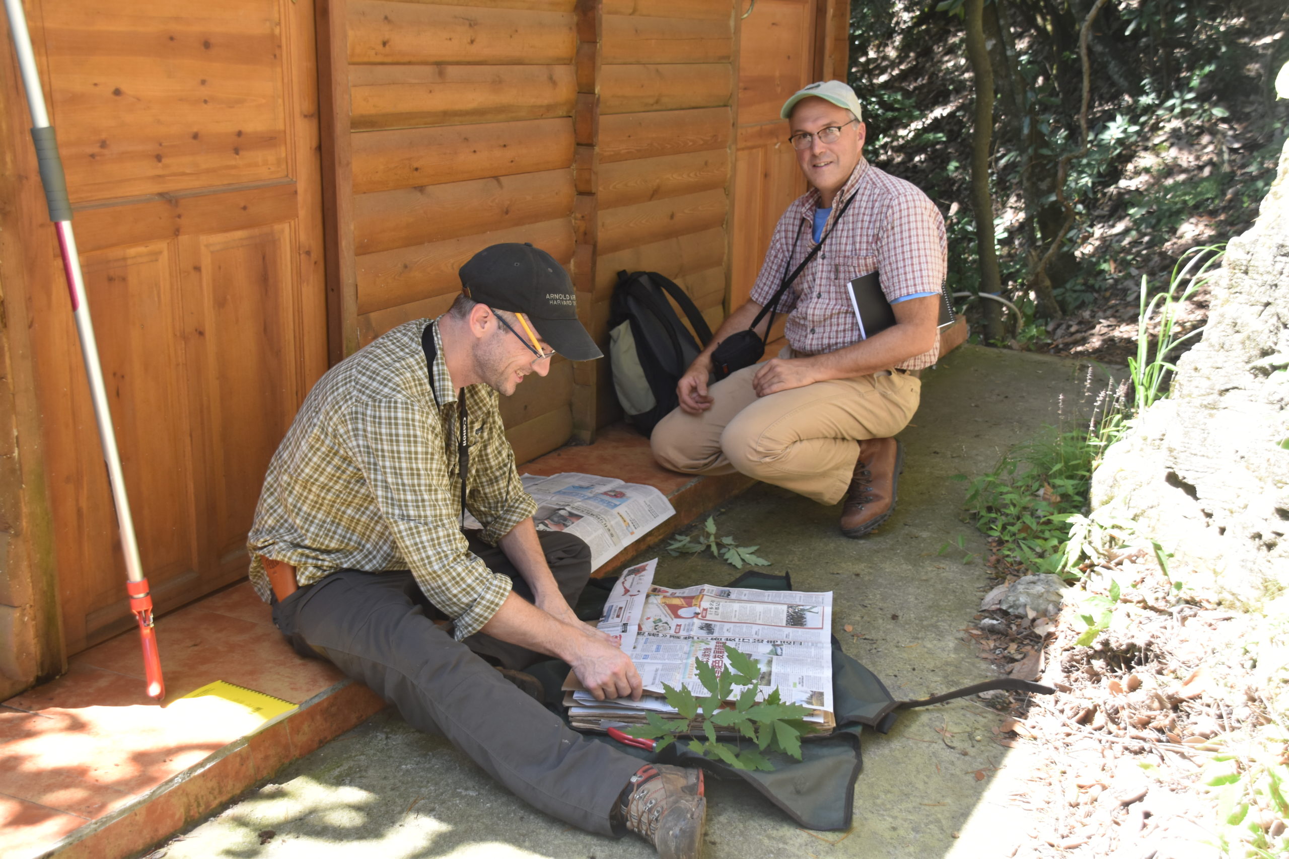 Michael Dosmann and Tony Aiello pressing Acer griseum (NACPEC15-008).
