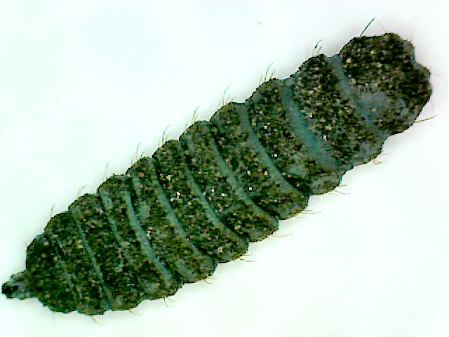 Black soldier fly pupa