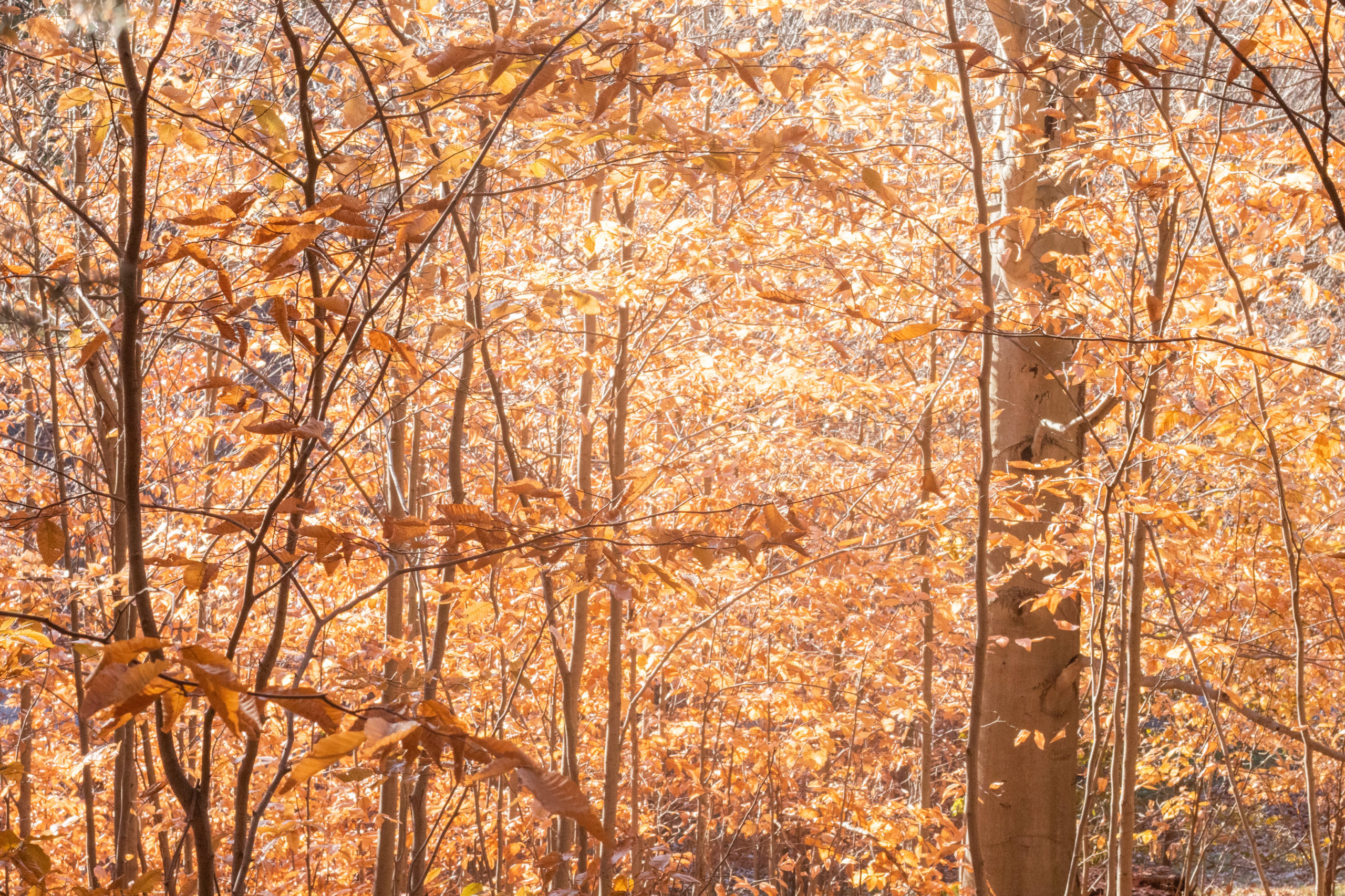 View from within the Dawson grove of American beech (Fagus grandifolia, 14585).