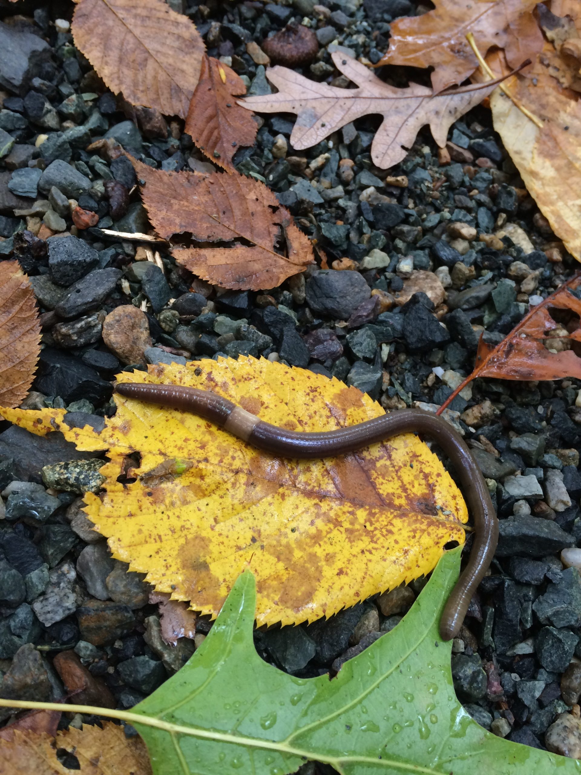 Amynthas spp.