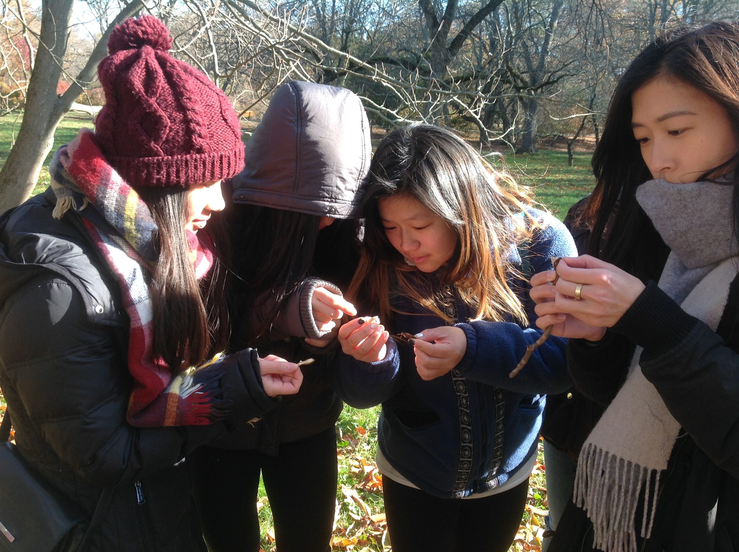 Students discover the furry and layered insides of leaf buds.