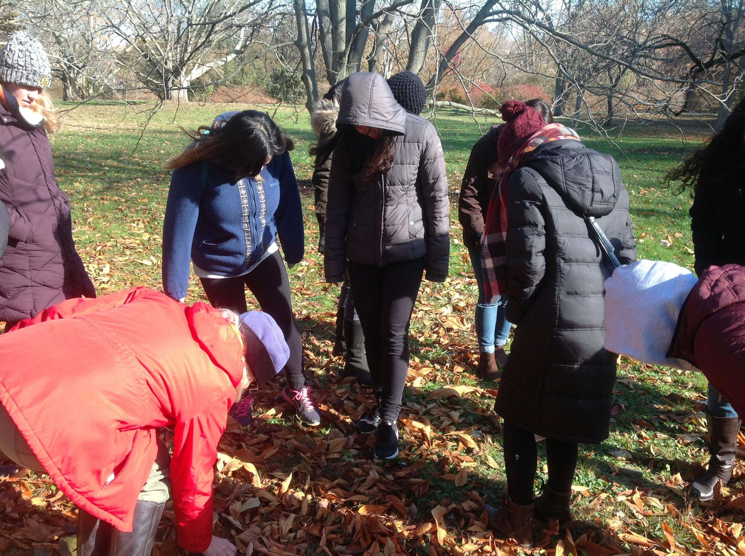 Students use their feet to sense horse chestnut seeds under the leaves.