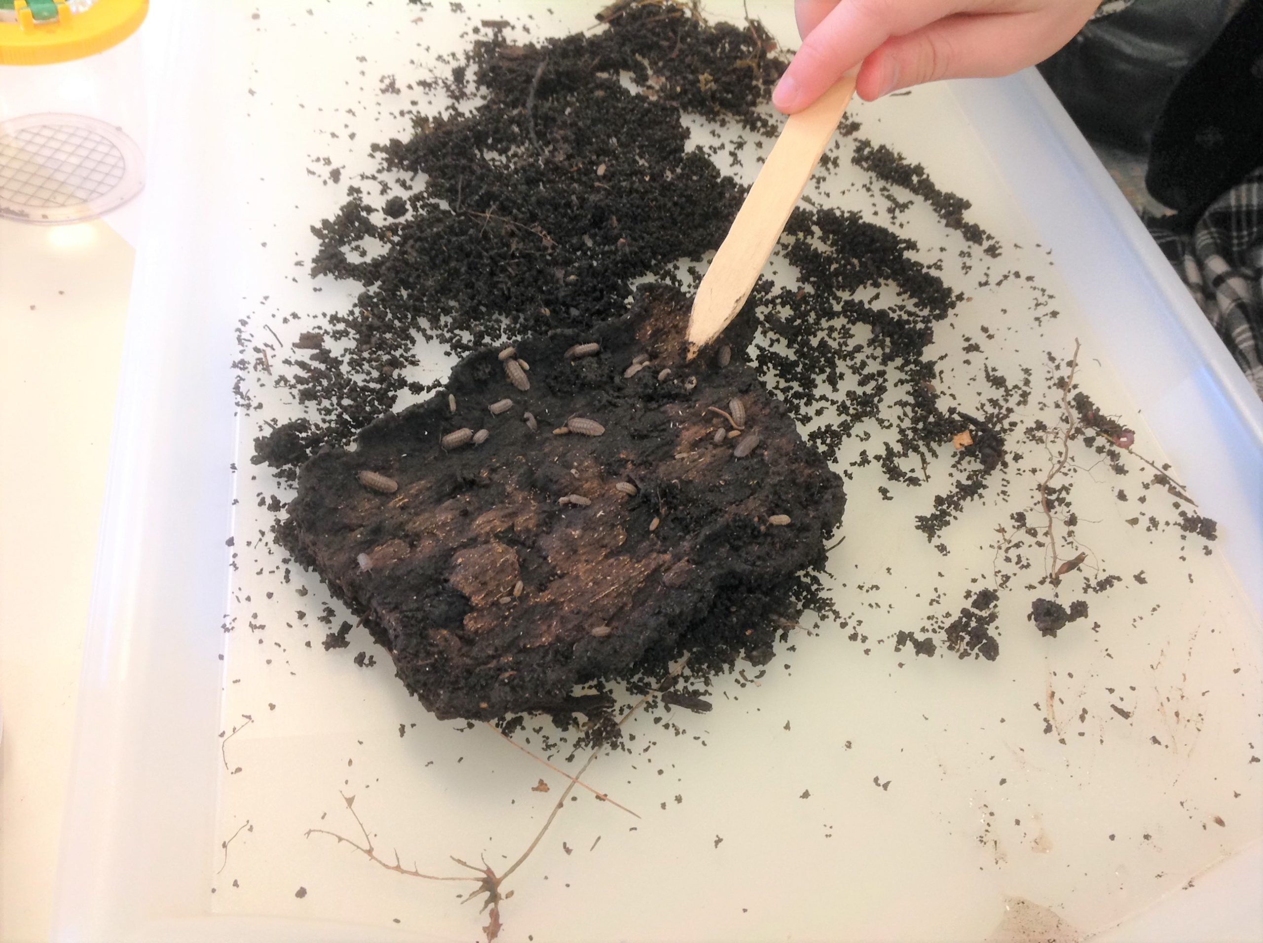 Isopods on bark